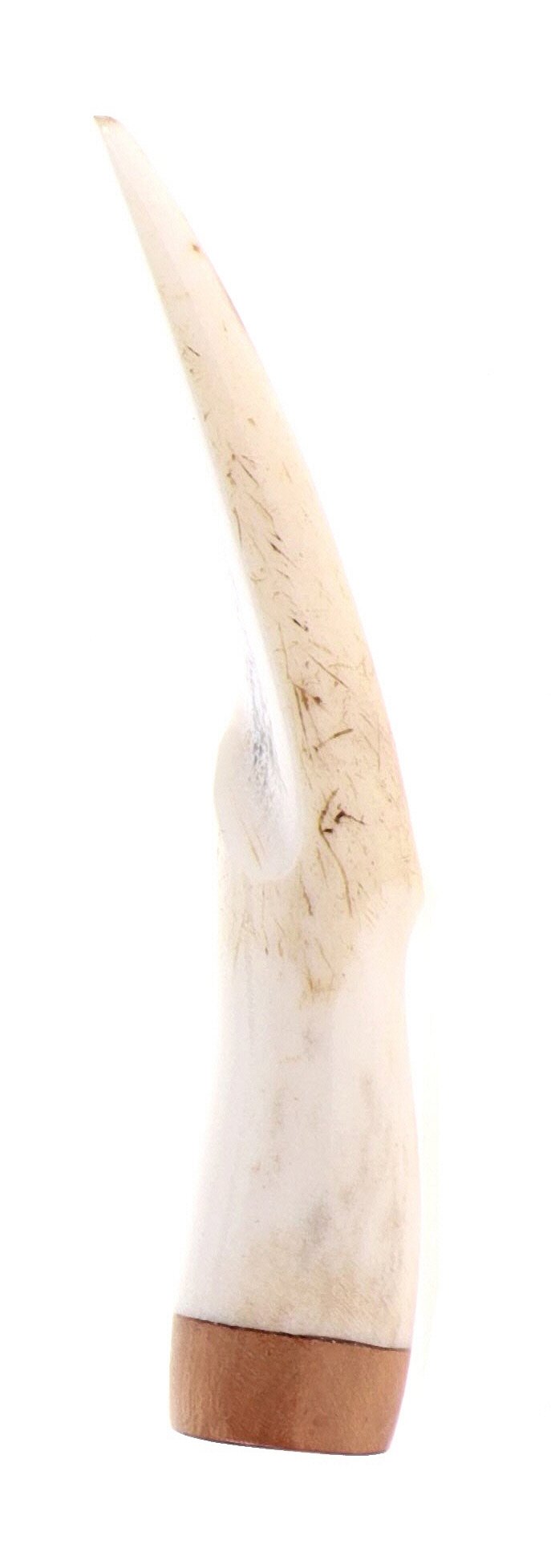 Pascucci - Pigino in Corno e Legno