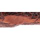 PIPE-SAV-P340ZMC-6-321-06