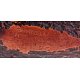 PIPE-SAV-ST_NICHOLAS_2024_6MM-P443ZNR6-616-06